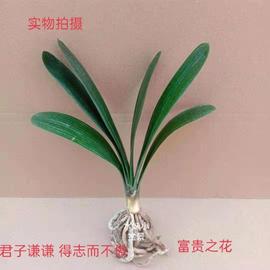 君子兰大小苗室内绿植耐寒盆栽，客厅阳台桌面庭院四季花卉圆头和尚