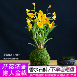 香水金黄色花石斛兰花苗懒人，植物盆栽花卉，室内可水培植物苔藓球