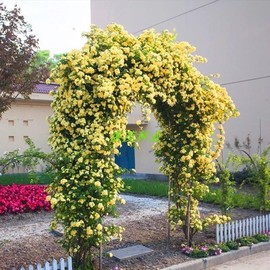 木香花种子 黄白红木香花苗种子浓香爬藤植物阳台四季攀援花卉