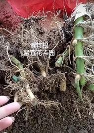 青竹根苗紫竹苗根罗汉竹根，毛竹根，金镶玉竹根苗，阳台庭院栽种