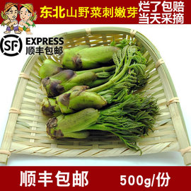 东北特产山菜刺嫩芽新鲜刺老芽，山野菜刺龙芽500克