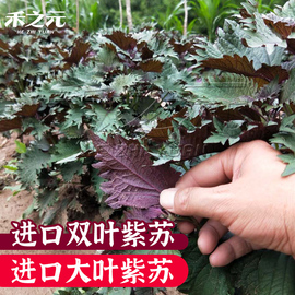 双色苏子紫苏种子大叶紫苏，阳台盆栽蔬菜四季籽孑秋冬紫苏种籽春季