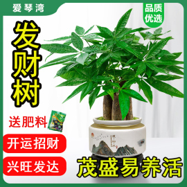 发财树小盆栽室内植物，水培客厅招财摆件，花卉绿植盆景好养易活