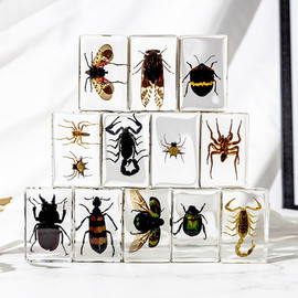 琥珀水晶滴胶树脂真实昆甲虫标本，蝴蝶动物书镇玩具，工艺摆件小礼物