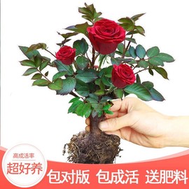 玖瑰花苗绿植盆栽四季开花树苗，庭院绿化植物月季花玫瑰阳台