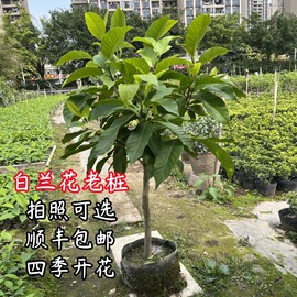 白兰花玉兰树苗矮化老桩盆栽花卉植物室内庭院绿植四季开花黄角兰