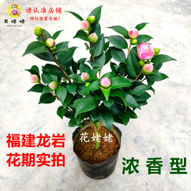 香妃茶花盆栽浓香型山茶花树苗，室内庭院花卉好养大棵四季桂花