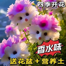 耐寒猫猫兰花浓香型花卉盆栽绿植，四季开花水，培土培室内外花卉大全