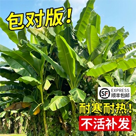 芭蕉树绿植盆栽庭院香蕉树苗大型北方室外内耐寒植物户外大叶巴蕉