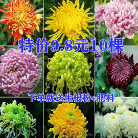 大菊花苗9.8元10棵四季开花食用菊花，盆栽室内外阳台庭院观花植物