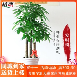 步步高发财树室内大植物盆栽，盆景绿植办公室，开业乔迁招财送礼苏州