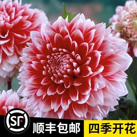 进口大丽花种球多年生四季室内花卉盆栽庭院植物大丽菊地瓜花球根