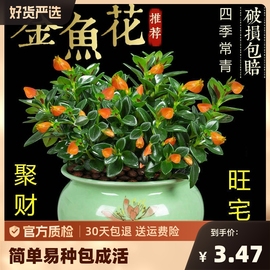 四季常青金鱼花吊兰盆栽室内绿植花卉多肉植物绿萝发财树好养客厅