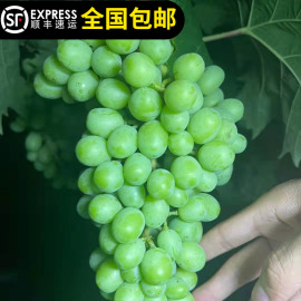 葡萄苗阳光玫瑰提子香印青提香甜无核苗盆栽地栽北南方种植水果树