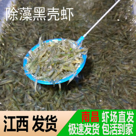 黑壳虾除藻虾观赏清洁虾工具虾草缸鱼缸造景宠物活体饲料