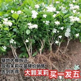 茉莉花盆栽苗重瓣浓香型室内阳台庭院盆景植物盆栽好养