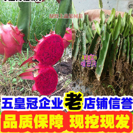 红心火龙果苗盆栽种植室内红肉黄色四季南方北方种植当年结果果树