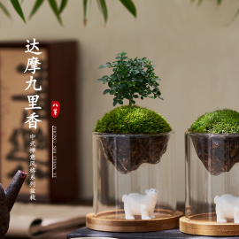 达摩九里香苔藓微景观迷你趣味，办公室内桌面创意玻璃小绿植物盆栽