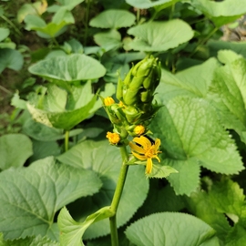 马蹄叶种子种苗东北山野菜盆栽庭院美化绿植大型美观净化空气四季