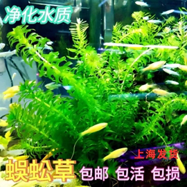 金鱼草蜈蚣草净水懒人鱼缸植物水草造景绿菊竹节草增氧草