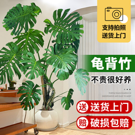 龟背竹客厅大盆栽室内客厅，大叶老桩植物，电视柜旁边大型绿植落地