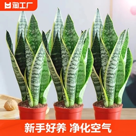 金边虎皮兰绿植盆栽水培办公室内多肉植物花卉客厅大型盆景虎尾兰