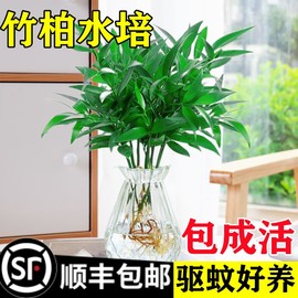 驱蚊竹柏水培植物室内水养绿植花卉，盆栽办公室桌面四季常青草(常青草)好养