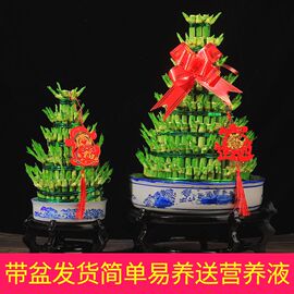 竹塔富贵竹水培植物转运竹绿植，盆栽水养室内办公桌，净化空气节节高