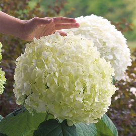 种花王大爷 乔木绣球无敌贝拉安娜盆栽花苗庭院植物耐寒八仙花卉