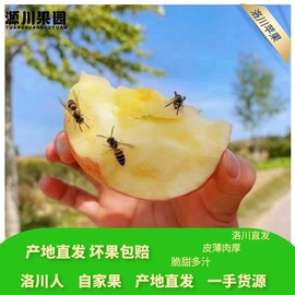 正宗洛川红富士苹果满箱满格脆甜多汁产地直发5-13斤