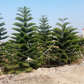 南洋杉盆栽圣诞树苗四季常绿庭院节日树阳台绿植工程绿化大树植物