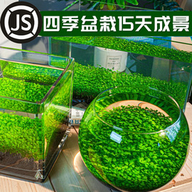 鱼缸水草种子生态玻璃瓶造景，套餐植物种籽孑水培，阴性真草盆栽装饰