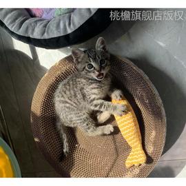 橘猫青年猫活物狸花猫活物便宜长毛白猫黑猫狮子猫领养中华田园猫