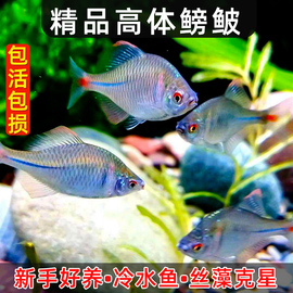 好养淡水观赏鳑鲏鱼七彩，旁皮除藻冷水鱼，活体小型鱼苗原生群游小鱼