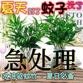 水培驱蚊竹柏四季常青花卉客厅高档植物盆栽绿植室内客办公桌好养