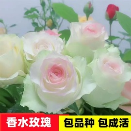 艾莎香水玫瑰花苗老桩月季，盆栽四季开花阳台，庭院绿植花卉好养易活