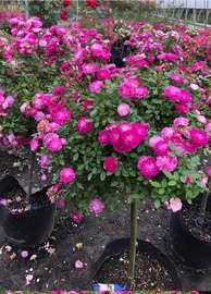 紫红微月九品堂微行棒棒糖小型花朵阳台盆栽开花树状月季