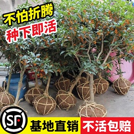 桂花树苗盆栽绿植庭院地栽大树室外花卉四季桂金桂老桩好养活植物