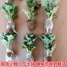 菊花苗菊花盆栽四季菊九月菊荷兰菊室内外花卉绿植物非洲菊大菊花