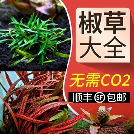 莫斯阴性水草温蒂椒草青椒叶铁中后景水下水族鱼缸虎纹黑幕蕨红椒