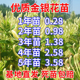 金银花树苗多年生树形爬藤四季红色北花一号耐旱盆栽地栽食用药用