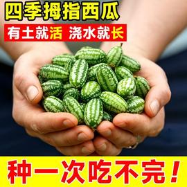 拇指西瓜种籽迷你蔬菜小水果种子秧苗母指四季春秋阳台盆栽瓜果孑
