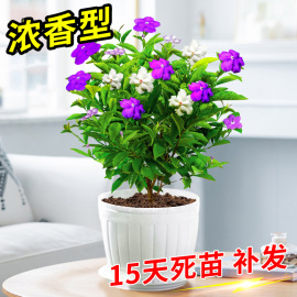 双色茉莉花盆栽浓香型植物室内客厅四季易活绿植花卉鸳鸯茉莉花苗