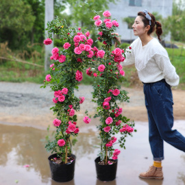 藤本月季大苗盆栽爬藤浓香型，庭院耐寒欧月蔷薇花苗，四季开花卉植物