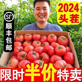 宁夏莲湖普罗旺斯西红柿沙瓤多汁水果番茄5斤正宗新鲜自然熟3