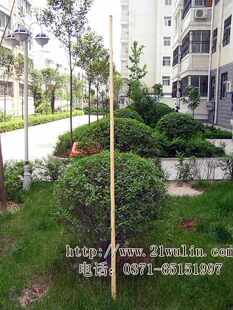 传统普通白蜡杆 武术棍 少林棍 齐眉棍 长160厘米 送七套棍术资料