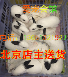 自家繁殖50天大的小熊猫兔/兔宝宝活体迷你宠物小兔子荷兰兔活物