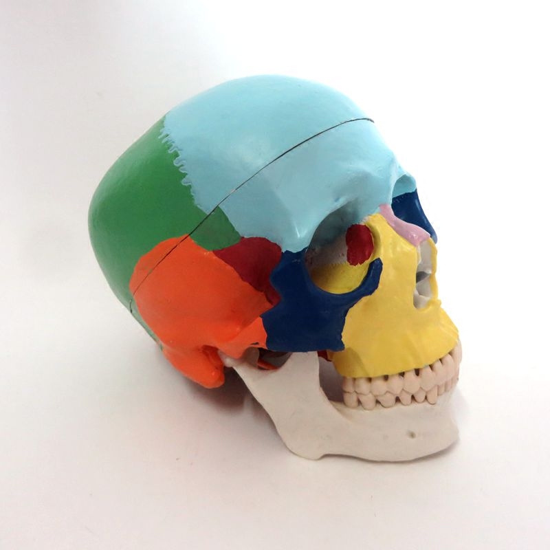 牙科 仿真彩色骷髅头 头颅骨模型 功能分区人体骨骼 口腔教学模型