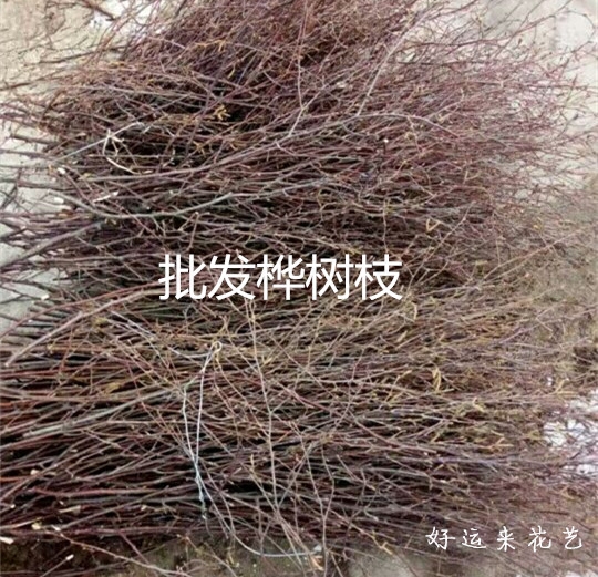 幼儿园手工天然装饰桦树树枝开发智力dii插花干树枝新品店主推荐