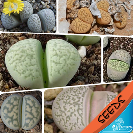 蛇纹玉/蛇形玉混合种子 lithops herrei mixed 生石花种子 20粒